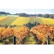 ARTPIC_Vineyardgenericautumn